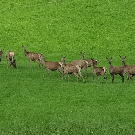 Brunnalm - Ferien - Veitsch - Max 6 Person Apartment Niederaigen